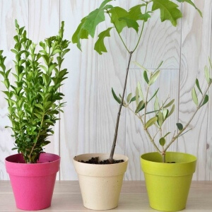 plant arbre personnalisable