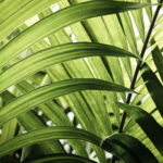 feuilles de bambou feuilles de bambou